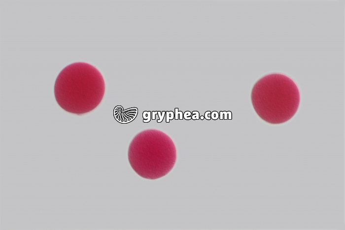 Oursin - embryologie - Ovocytes x100 - gryphea.org